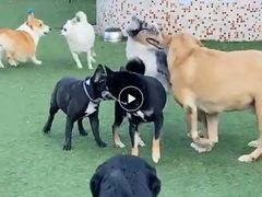 -汪说喵讲宠物乐园宠物酒店(红星美凯龙店)