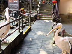 -海南槟榔谷黎苗文化旅游区