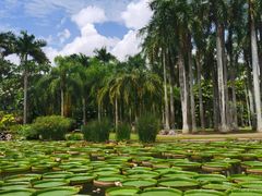 -中国科学院西双版纳热带植物园
