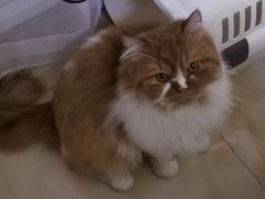 -猫大福·Fortune Cat猫舍(百子湾店)