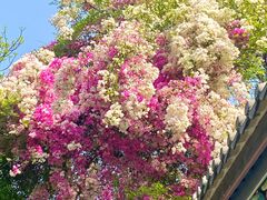 -深圳国际园林花卉博览园