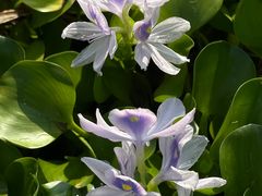 -洪湖生态旅游区