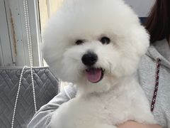 -西安京西宠物医院·瘫痪·疑难杂症