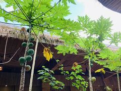 -海南槟榔谷黎苗文化旅游区