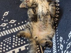 -平行世界·猫咖(首经贸店)