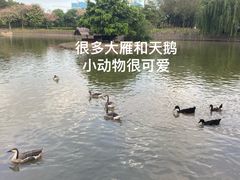 -顺峰山公园