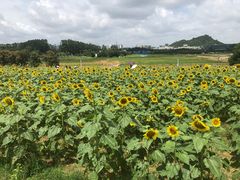 -光明小镇欢乐田园