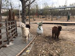 -北京鹿世界主题园