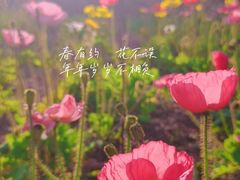 -狐尾山公园