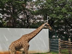 -昆明动物园
