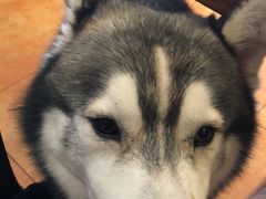 -more than meow吴止猫主题餐厅(承德 中船汇店)