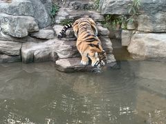 -深圳野生动物园
