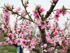 -南汇水蜜桃采摘(大团店)