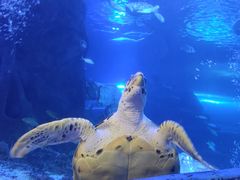 -太平洋海底世界