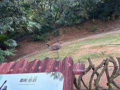 -深圳野生动物园