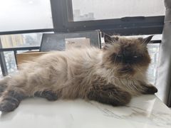 -喵园·猫主题咖啡厅·撸猫·猫咖(国贸店)