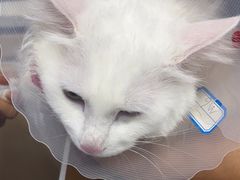 -天使宠物医院·犬猫分诊(彩虹店)