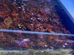 -聚盛源蒸汽海鲜火锅烤肉自助(巨川金海岸购物广场店)