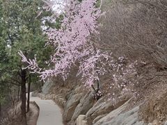 -北京西山国家森林公园