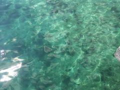 -东姑阿都拉曼海洋公园