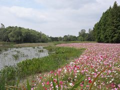 -溱湖国家湿地公园