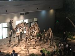 -自贡恐龙博物馆