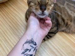 -李小姐の猫咖啡馆(五角场店)
