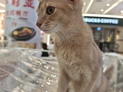 -金茂览秀城
