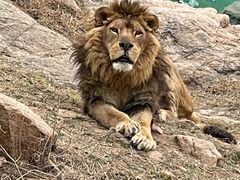 -西霞口神雕山野生动物世界