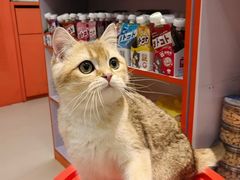 -三花喵·撸猫购宠·宠物生活馆(虹桥南丰城店)