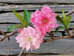 -天津东丽湖风景区