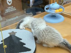 -帕帕拉兹宠物(亚洲旗舰店)