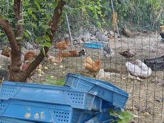 -老袁家蜜桃农场·阳山水蜜桃