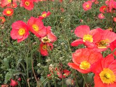 iphone_upload_pic-秀丽东方