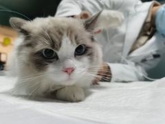 -美联众合动物医院·24h转诊中心