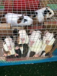 -萌宠亲子动物乐园(槐房万达店)