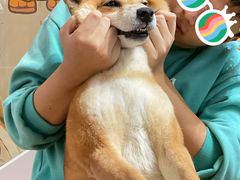 -是阿柴呀！柴犬咖啡·爱喵喵猫咖