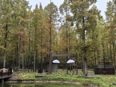 -黄海国家森林公园