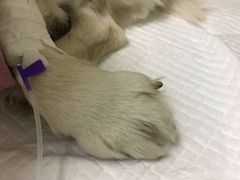 -安安宠医·安宠宠物医院