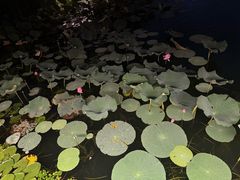 -新江湾城公园