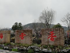 -香雪海