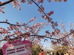 -顾村公园