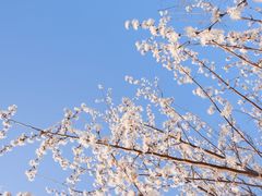 -顾村公园