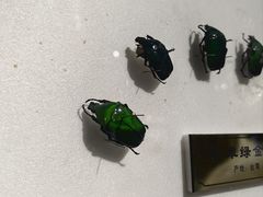 -上海昆虫博物馆