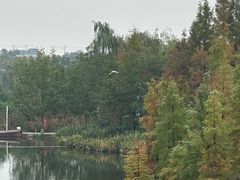 -白鹭湾湿地公园