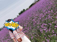 -紫颐香薰山谷景区