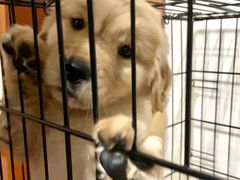 -翊宠yipet猫狗购宠庄园犬舍•猫舍