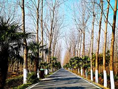 -合肥滨湖国家森林公园