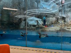 -帝企鹅自助餐厅•儿童岛•真企鹅(长隆企鹅酒店)