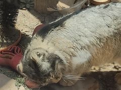 -青藏高原野生动物园
